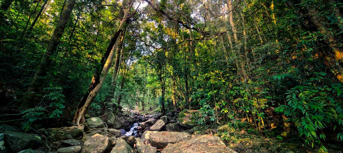 Sinharaja Rainforest NP