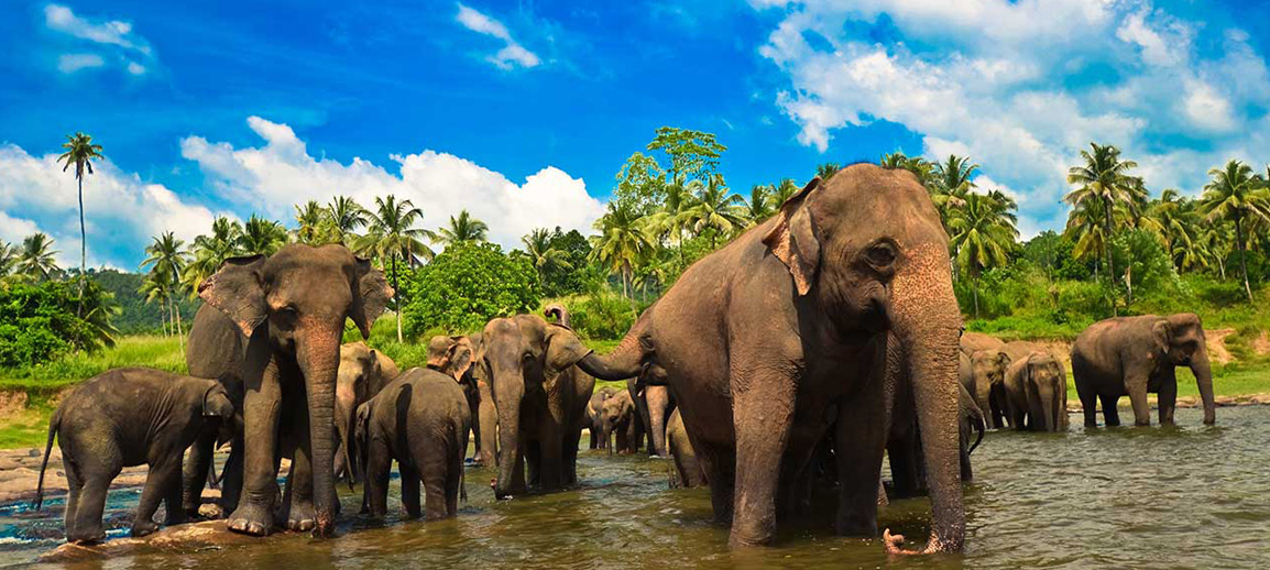 Sri Lankan elephants